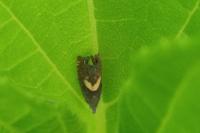Dichrorampha petiverella