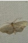Idaea dimidiata