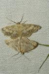 Idaea biselata