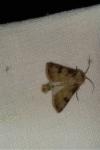 Agrotis puta