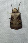 Agrotis puta