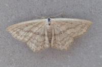 Scopula nigropunctata