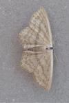 Scopula nigropunctata