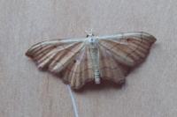 Idaea emarginata