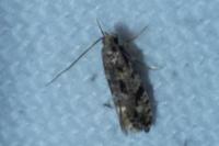 Nemapogon cloacellus