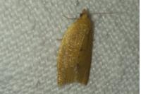 Clepsis consimilana