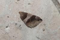 Dysgonia algira