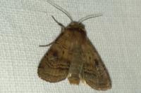 Diarsia rubi