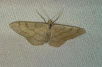 Idaea aversata