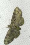 Pasiphila rectangulata