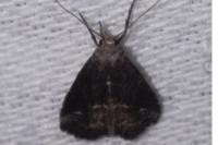 Schrankia costaestrigalis