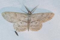 Hypomecis punctinalis