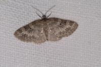 Pterapherapteryx sexalata
