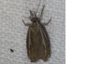 Crambus lathoniellus