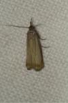 Chrysoteuchia culmella