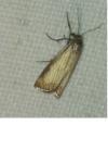 Chrysoteuchia culmella