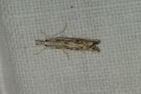 Catoptria falsella
