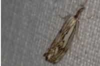 Catoptria falsella