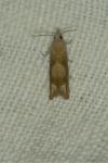 Eucosma conterminana