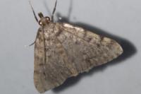 Aglossa pinguinalis