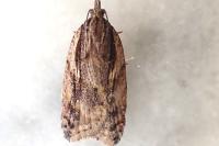 Acleris umbrana