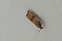 Celypha striana