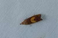 Dichrorampha