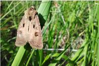 Agrotis exclamationis exclamationis