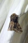 Apocheima hispidaria