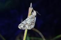 Agriopis leucophaearia