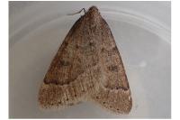 Theria rupicapraria
