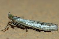 Selagia argyrella