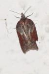 Acleris hastiana