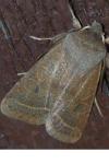 Orthosia cerasi