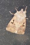 Orthosia gothica