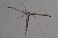 Emmelina monodactyla