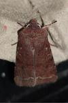 Orthosia incerta