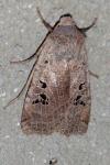 Conistra rubiginosa