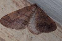 Phigaliohybernia marginaria