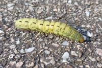 Noctua pronuba