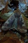 Conistra erythrocephala