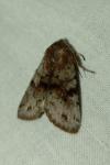 Orthosia incerta