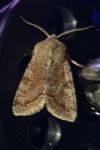 Orthosia incerta