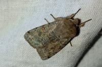Orthosia incerta