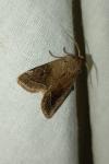 Orthosia cerasi