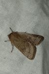 Orthosia cerasi