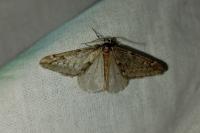 Alsophila aescularia