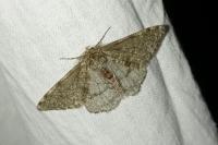 Phigalia pilosaria