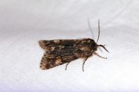 Brachionycha nubeculosa