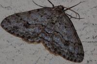 Ectropis crepuscularia